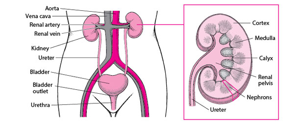 Duplicated ureter